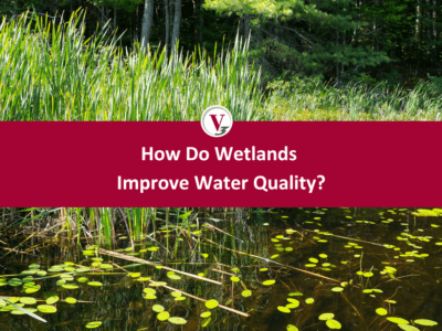 How do wetlands improve water quality